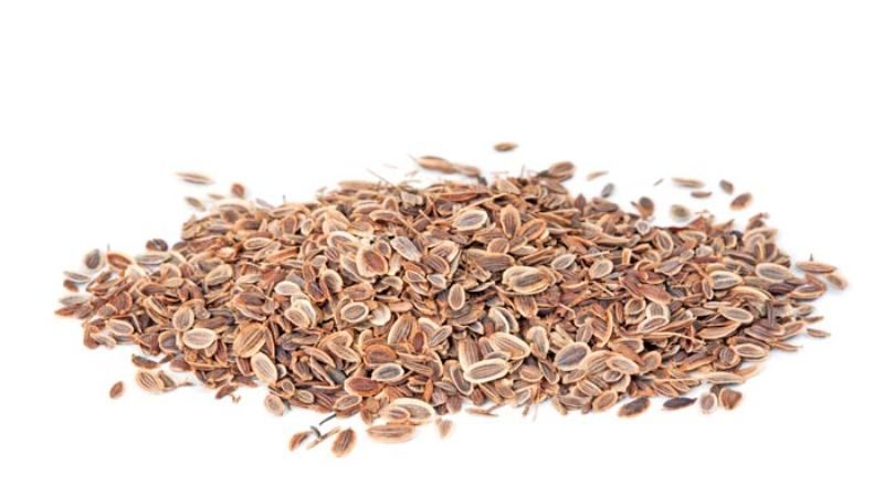 Les propriétés curatives des graines d'aneth: recettes folkloriques et contre-indications