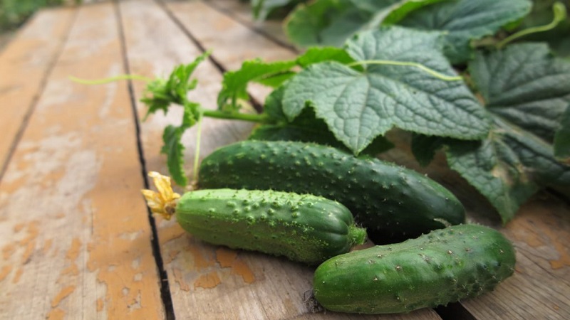 Concombre Lutoyar F1, pas capricieux dans les soins, apportant une récolte riche et précoce