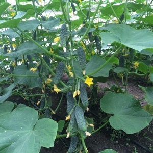 Concombre Lutoyar F1, pas capricieux dans les soins, apportant une récolte riche et précoce