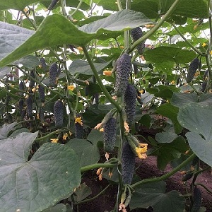 Concombre Lutoyar F1, pas capricieux dans les soins, apportant une récolte riche et précoce