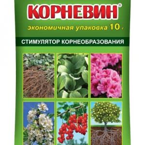 Examen du poivre Tiven à parois épaisses et à haut rendement: de quel type de variété il s'agit et comment le cultiver sur votre site