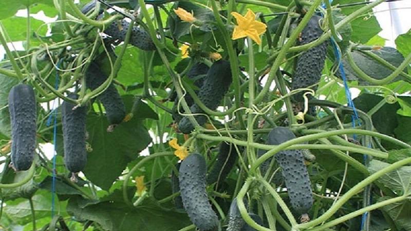 Pourquoi le concombre hybride Bjorn est-il bon et pourquoi il vaut la peine d'essayer de le cultiver