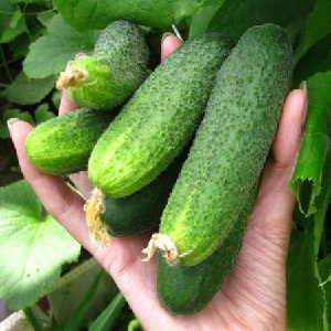 Pourquoi le concombre hybride Bjorn est-il bon et pourquoi il vaut la peine d'essayer de le cultiver