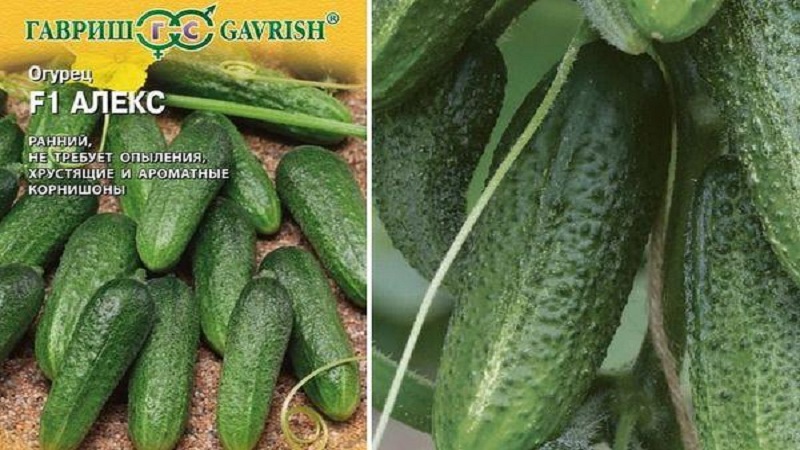 Rencontrez l'hybride de concombre Alex F1 et apprenez à le cultiver correctement