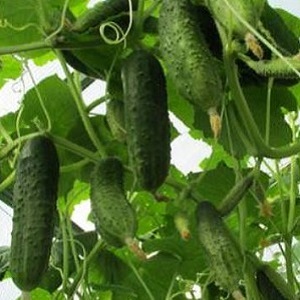 Rencontrez l'hybride de concombre Alex F1 et apprenez à le cultiver correctement