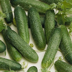 Rencontrez l'hybride de concombre Alex F1 et apprenez à le cultiver correctement