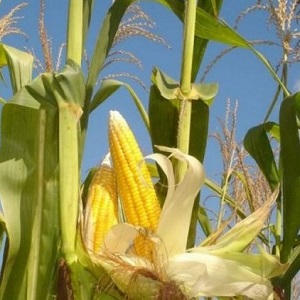 Comment comprendre que le maïs est mûr: nous récoltons à temps, en fonction de son utilisation ultérieure