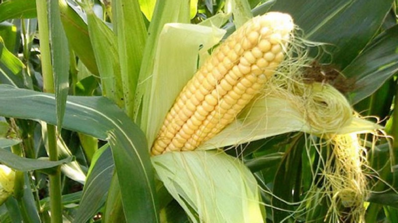Comment comprendre que le maïs est mûr: nous récoltons à temps, en fonction de son utilisation ultérieure