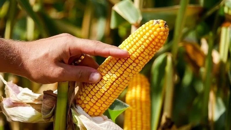 Comment comprendre que le maïs est mûr: nous récoltons à temps, en fonction de son utilisation ultérieure