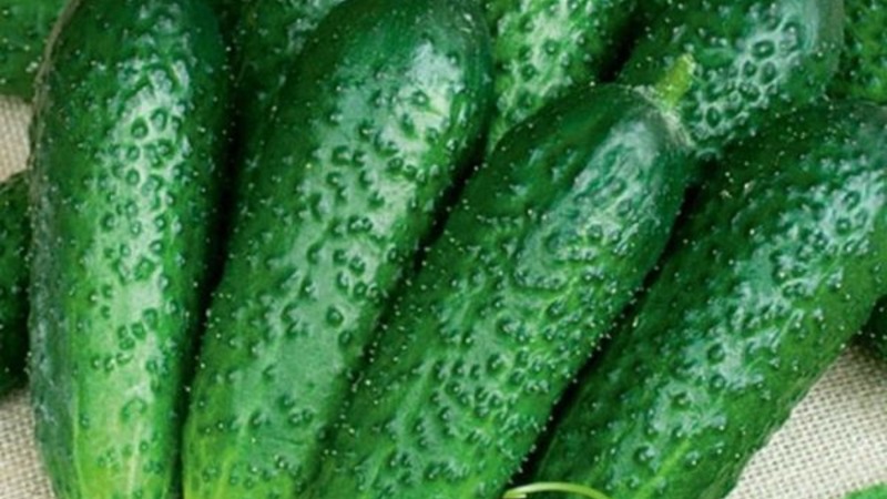 Concombres à maturation précoce Zyatek F1 avec un rendement élevé et une excellente résistance aux maladies