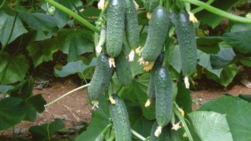 Concombres à maturation précoce Zyatek F1 avec un rendement élevé et une excellente résistance aux maladies