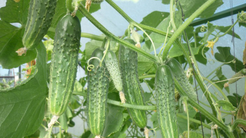 Concombres à maturation précoce Zyatek F1 avec un rendement élevé et une excellente résistance aux maladies