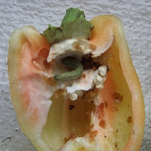 Comment se débarrasser des chenilles sur le poivre