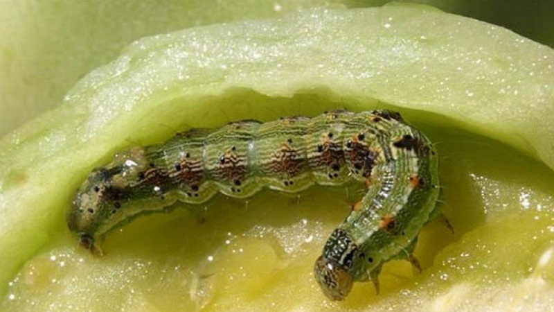 Variété de chou de juin à maturité précoce sans prétention