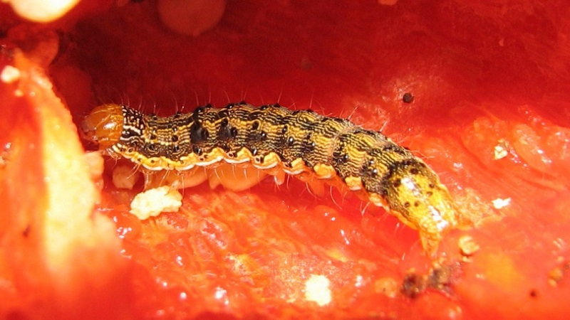 Comment se débarrasser des chenilles sur le poivre