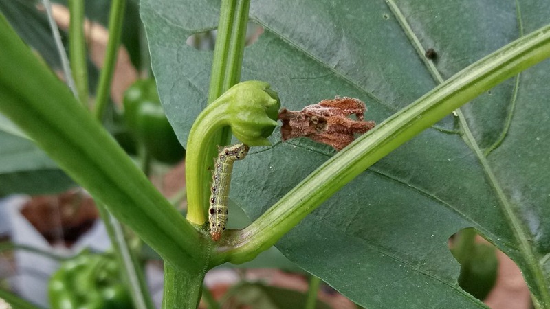 Comment se débarrasser des chenilles sur le poivre