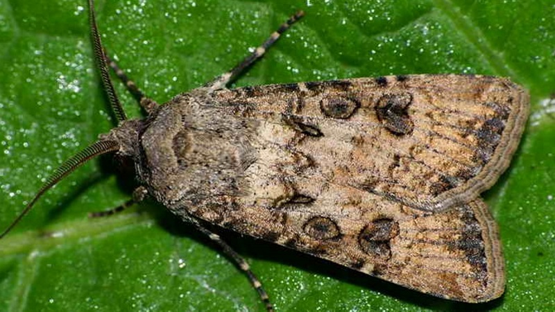 Comment se débarrasser des chenilles sur le poivre