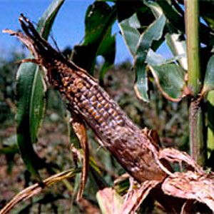 Comment faire face aux ravageurs et maladies les plus dangereux du maïs