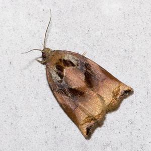 Comment faire face aux ravageurs et maladies les plus dangereux du maïs