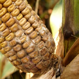 Comment faire face aux ravageurs et maladies les plus dangereux du maïs