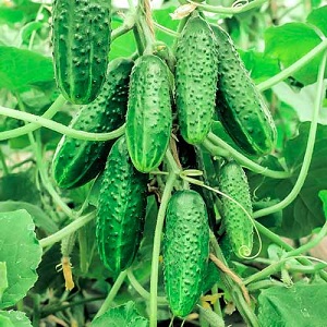 Examen des meilleures variétés de concombres en grappe pour terrain ouvert