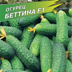 Un hybride précoce de concombres Bettina pour les serres, les terrains ouverts et poussant sur un rebord de fenêtre