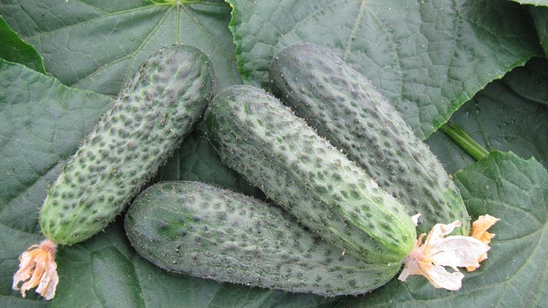 Un hybride précoce de concombres Bettina pour les serres, les terrains ouverts et poussant sur un rebord de fenêtre