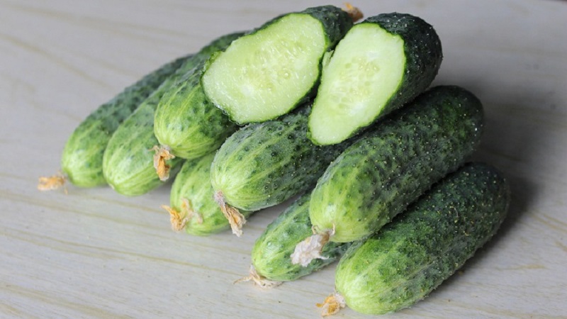 Un hybride précoce de concombres Bettina pour les serres, les terrains ouverts et poussant sur un rebord de fenêtre