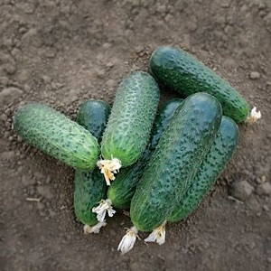 Un hybride précoce de concombres Bettina pour les serres, les terrains ouverts et poussant sur un rebord de fenêtre