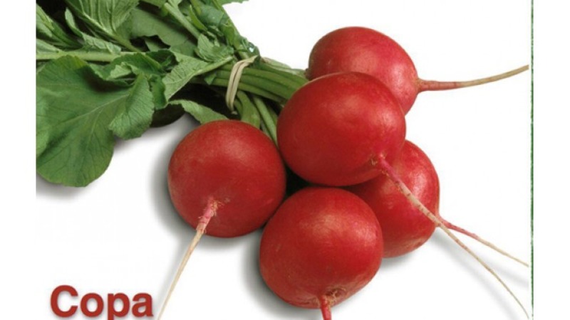 Le radis Sora, qui mûrit tôt et très populaire parmi les résidents d'été