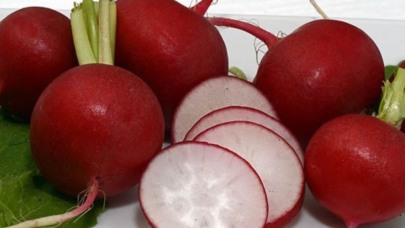 Le radis Sora, qui mûrit tôt et très populaire parmi les résidents d'été