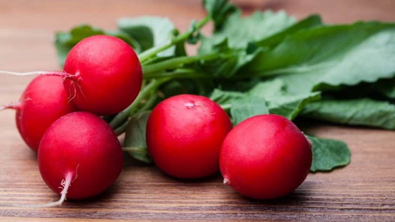 Le radis Sora, qui mûrit tôt et très populaire parmi les résidents d'été