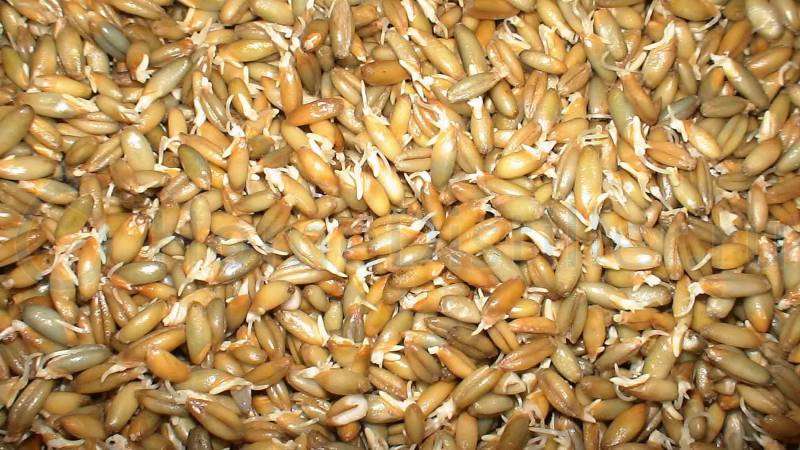 Recettes simples d'orge moonshine