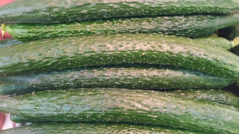 Comment entretenir les concombres miracles chinois pour obtenir une belle récolte?