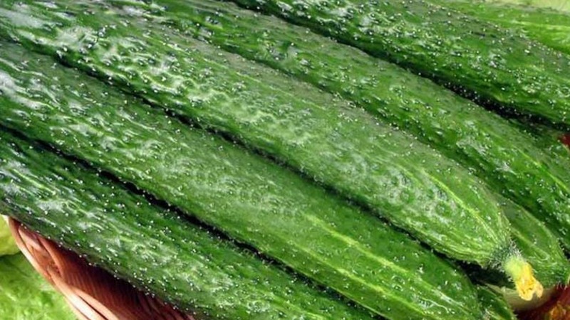 Comment entretenir les concombres miracles chinois pour obtenir une belle récolte?