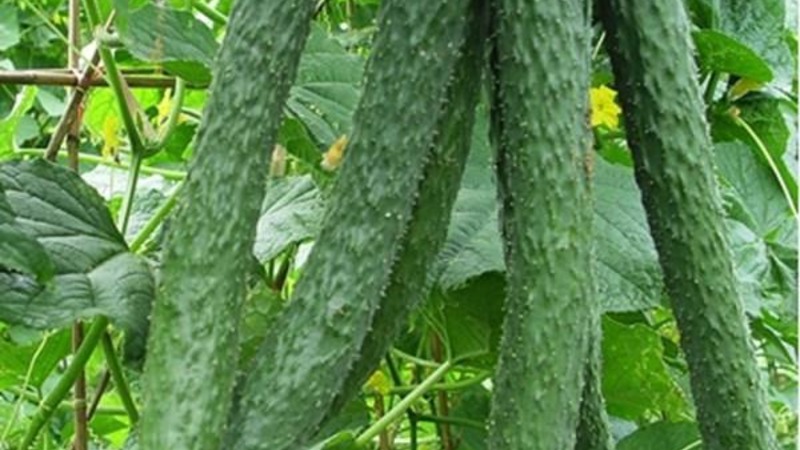 Comment entretenir les concombres miracles chinois pour obtenir une belle récolte?