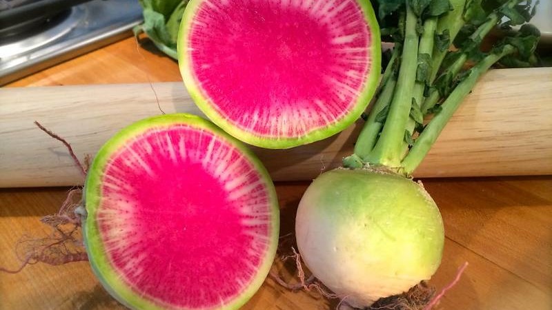 Radis pastèque d'apparence inhabituelle et au goût agréable: ce qui est bon et comment le cultiver