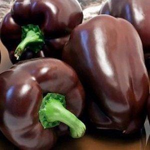 Une sélection des meilleures variétés de poivrons doux avec une description