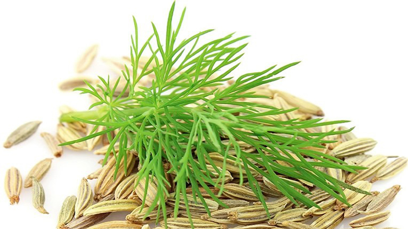 Quelle est la différence entre le fenouil et l'aneth, comment les distinguer et où les utiliser