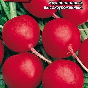 Une variété de radis Duro productive et peu pointilleuse