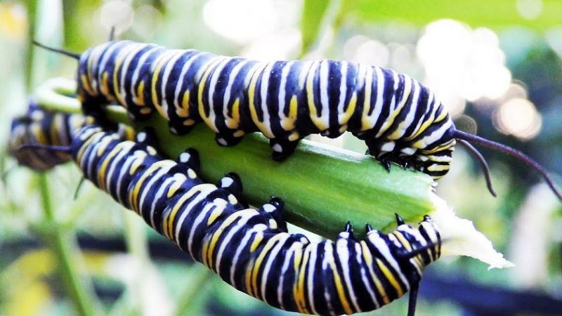 Comment se débarrasser des chenilles d'aneth: les méthodes de lutte antiparasitaire les plus efficaces