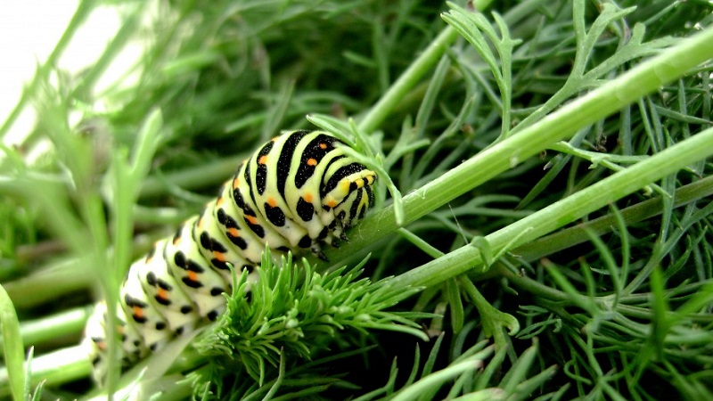 Comment se débarrasser des chenilles d'aneth: les méthodes de lutte antiparasitaire les plus efficaces