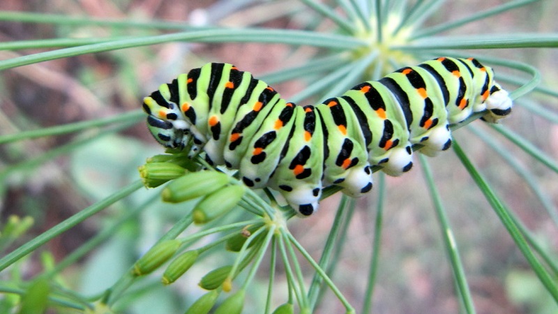 Comment se débarrasser des chenilles d'aneth: les méthodes de lutte antiparasitaire les plus efficaces