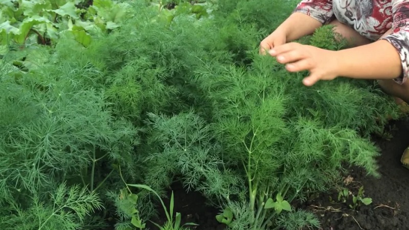 Comment se débarrasser des chenilles d'aneth: les méthodes de lutte antiparasitaire les plus efficaces