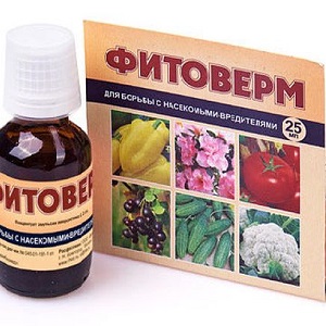 Quel ravageur mange les feuilles de groseille à maquereau et que faire pour sauver les buissons