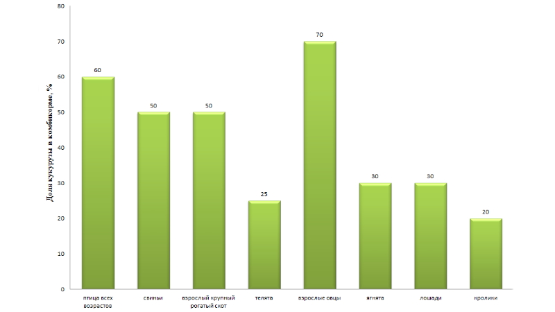 Qu'est-ce que le maïs fourrager, comment le distinguer de la nourriture et où l'utiliser