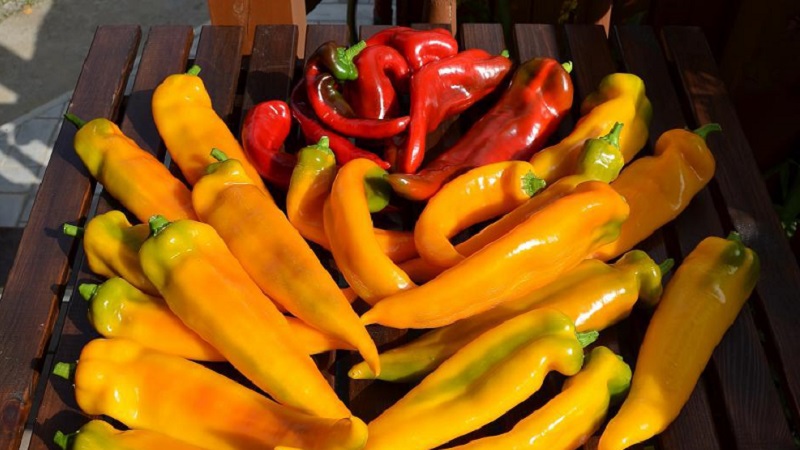 Une sélection des meilleures variétés de piments forts et des conseils pour leur sélection