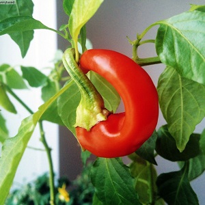 Une sélection des meilleures variétés de piments forts et des conseils pour leur sélection