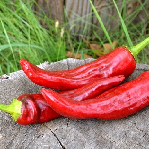 Une sélection des meilleures variétés de piments forts et des conseils pour leur sélection