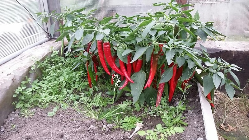 Une sélection des meilleures variétés de piments forts et des conseils pour leur sélection